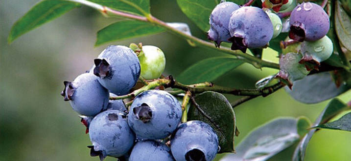 藍莓采摘基地(dì)(dì)